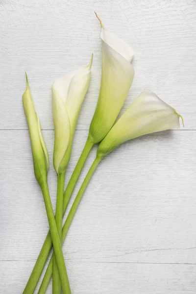 Zarif bahar çiçek, calla lily — Stok fotoğraf