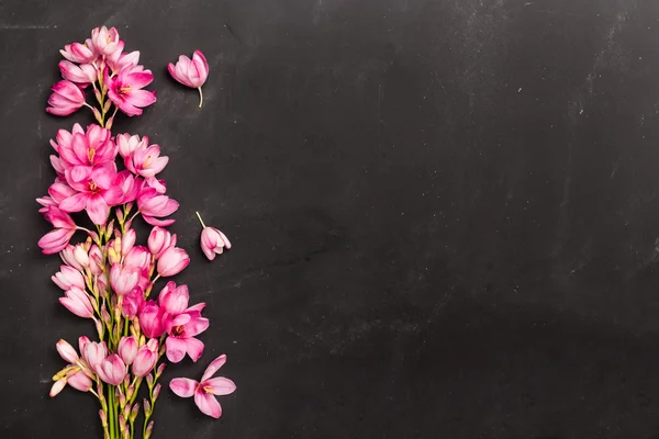 Frische rosa Blüten — Stockfoto