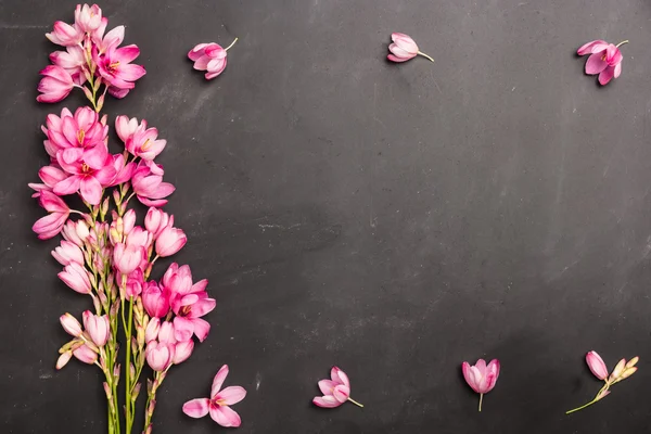 Friss rózsaszín virágok — Stock Fotó
