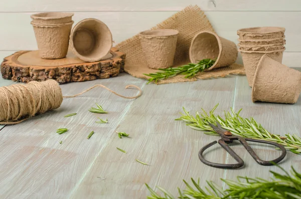 Rosemary for planting with garden tools on wooden table — Stock Photo, Image