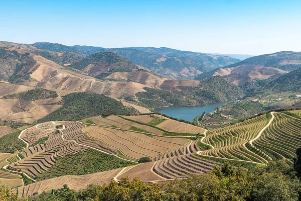 Douro Valley Portugal Top Uitzicht Rivier Wijngaarden Zijn Een Heuvels Rechtenvrije Stockafbeeldingen