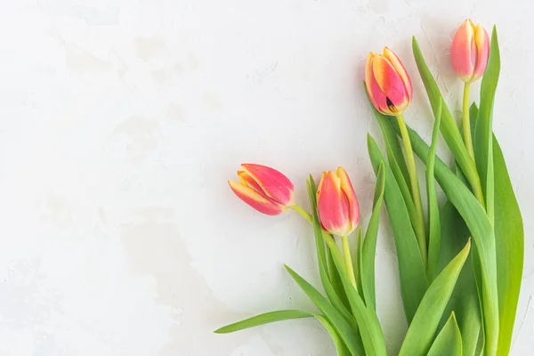 Blossom tulips on background. Top view flat lay. Bright pink and yellow tulip spring flower. Easter composition with spring flowers tulips on background. Easter card copy space.