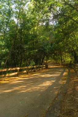 Baharda yeşil ormanın ortasında bisiklet sürmek için asfalt bir yol.