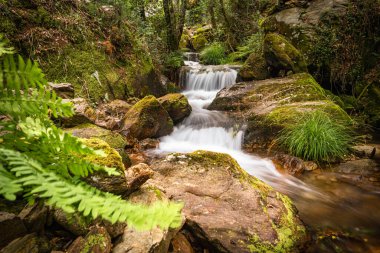 Portekiz 'in Gresso Nehri' ndeki güzel su akıntısı. Uzun süre maruz kalma efekti. Ormandaki yemyeşil yaprakların arasında yeşil suyu olan güzel bir dağ deresi olan manzaralı bir yer..