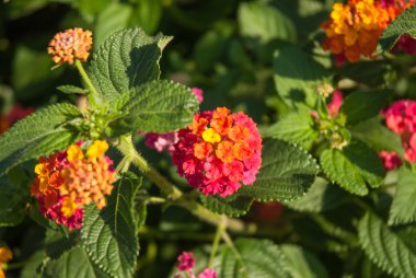 Lantana camara