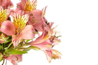 beyaz zemin üzerinde bir güzel alstroemeria çiçek buketi