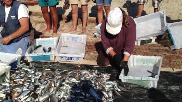 Fischer trennen die Fische für den späteren Verkauf. — Stockvideo