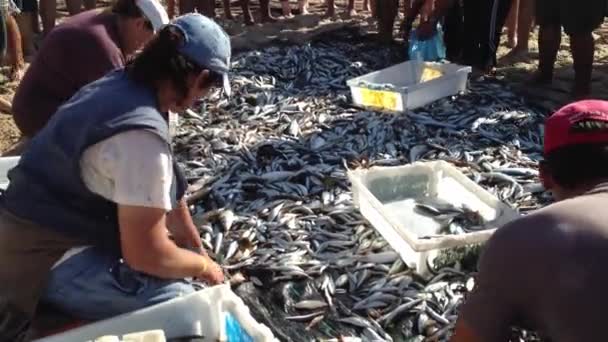 Fiskare separata fisken för senare försäljning. — Stockvideo