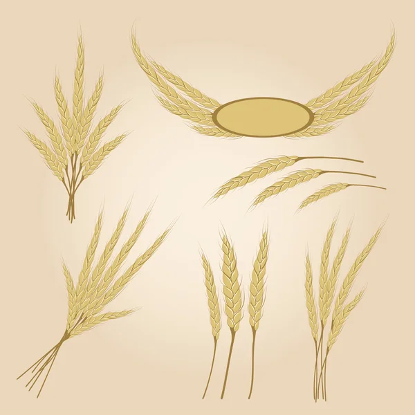 Dojrzałe żyto żółty uszy, ilustracji wektorowych rolnych — Wektor stockowy