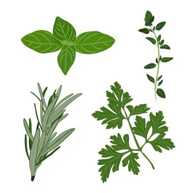 Vector fresh parsley, thyme, rosemary, and basil herbs. Aromatic clipart