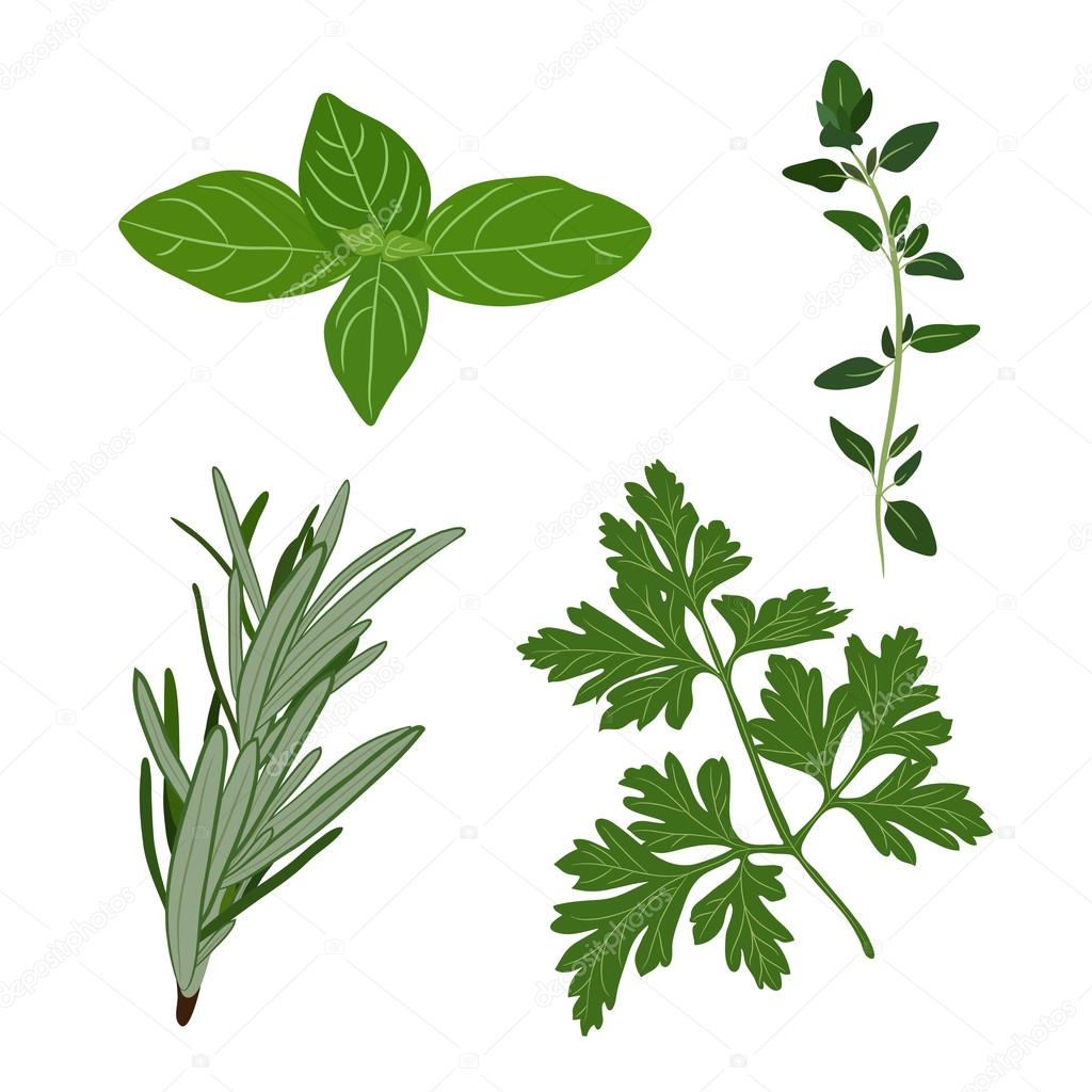 Vector fresh parsley, thyme, rosemary, and basil herbs. Aromatic