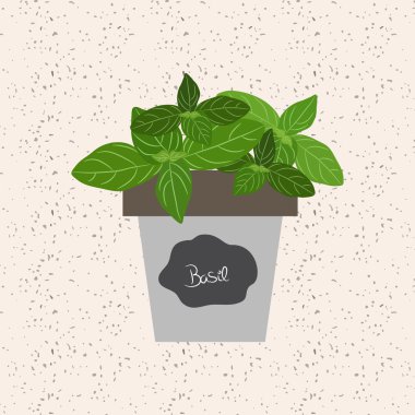 Vektör - taze fesleğen bitki bir saksı içinde. Kullanılan aromatik yaprakları t