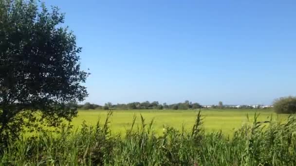 Yeşil çimenli ve mavi gökyüzlü çayır — Stok video