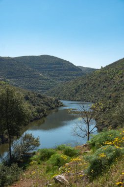 Alto Douro Şarap Bölgesi, Vila Nova de Foz Coa, Portekiz yakınlarındaki gözlem noktasından görüş..