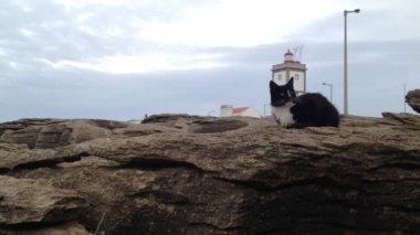 Carvoeiro Cape, deniz feneri, Peniche, Portekiz buzlu kedi