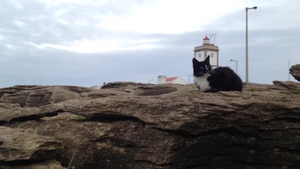 Chat sur les rochers du cap de Carvoeiro, phare, Peniche, Portugal — Video