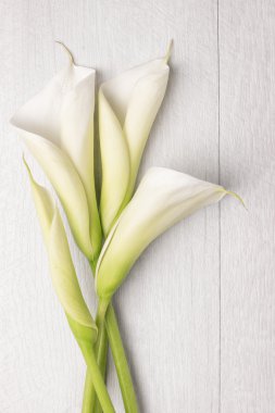 Elegant spring flower, calla lily clipart