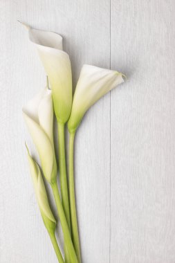 Zarif bahar çiçek, calla lily