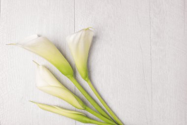 Zarif bahar çiçek, calla lily