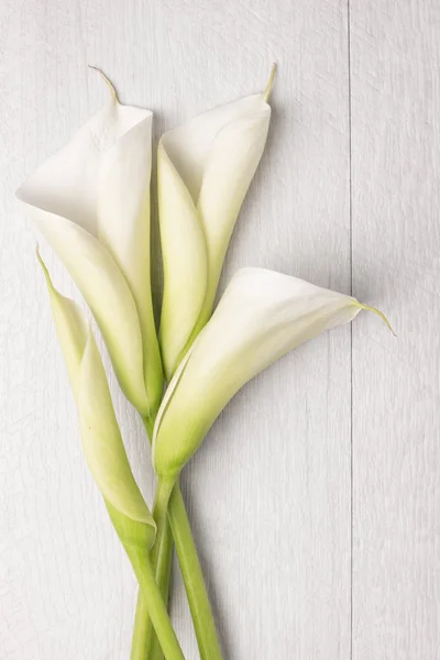 Elegant vårblomma, calla lily — Stockfoto