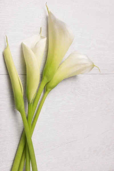 优雅的春天的花朵马蹄莲 — 图库照片