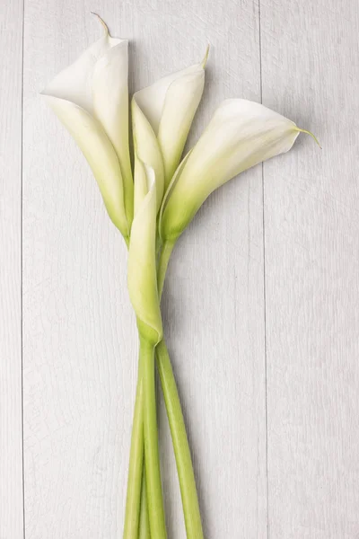 Flor de primavera elegante, calla lily — Fotografia de Stock