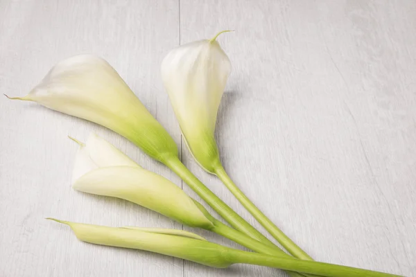 Flor de primavera elegante, calla lily — Fotografia de Stock