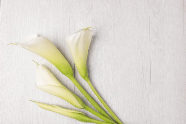 Flor de primavera elegante, calla lily — Fotografia de Stock