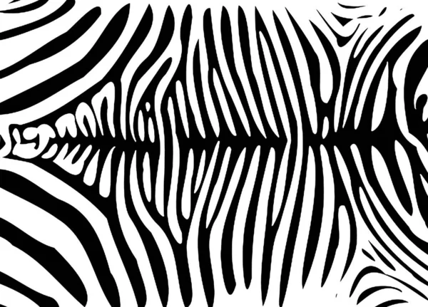 Zebra Tisk Bílém Pozadí Digitální Tapety — Stock fotografie