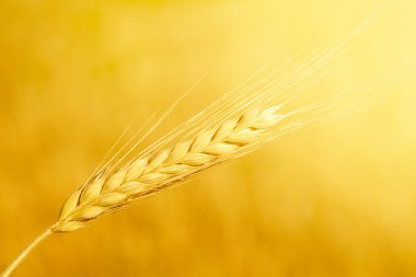 Field with wheat stem