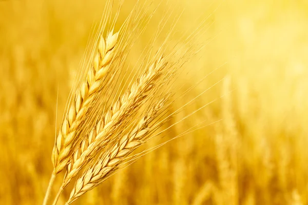 Field with wheat stem — Stock Photo, Image