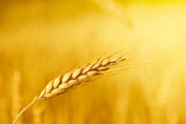 Field with wheat stem