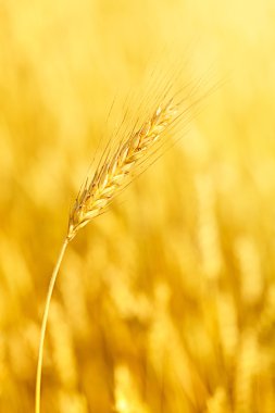 Field with wheat stem
