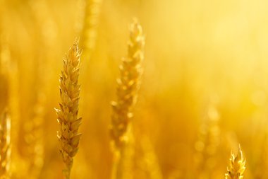 Field with wheat stem
