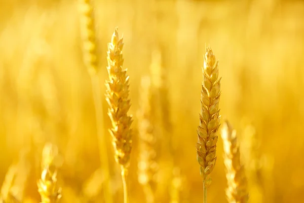 Field with wheat stem — Stock Photo, Image