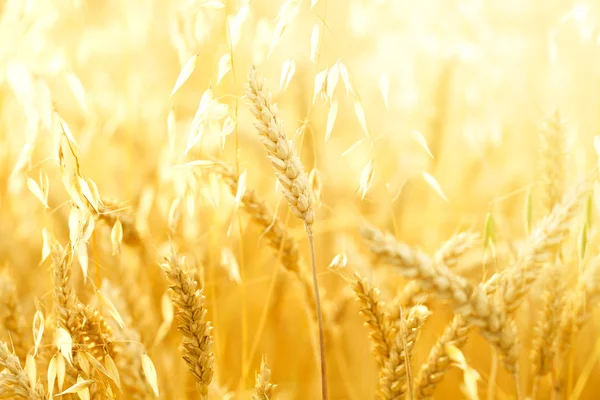 stock image Field with wheat stems