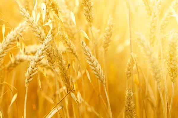 Field with wheat stems — Stock Photo, Image