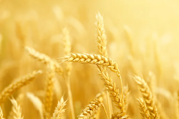 Field with wheat stems — Stock Photo, Image