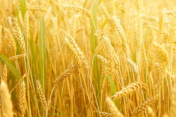Field with wheat stems — Stock Photo, Image