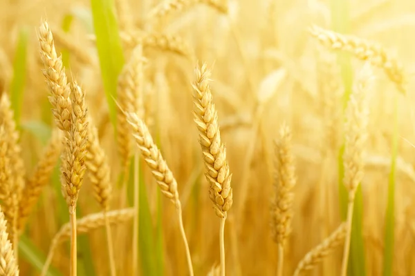 Field with wheat stems — Stock Photo, Image