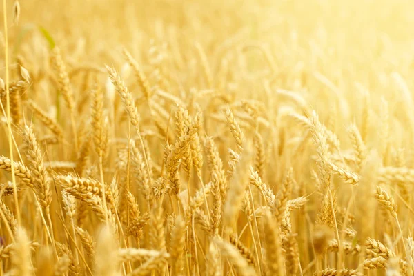 Поле с стеблями пшеницы — стоковое фото