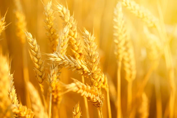 Field with wheat stems — Stock Photo, Image