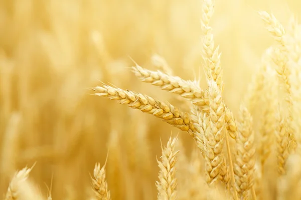 Field with wheat stems — Stock Photo, Image