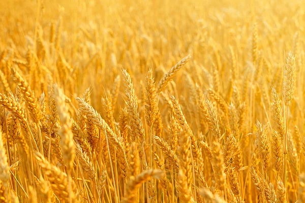 Field with wheat stems — Stock Photo, Image