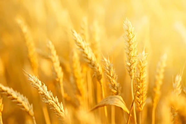 Field with wheat stems — Stock Photo, Image