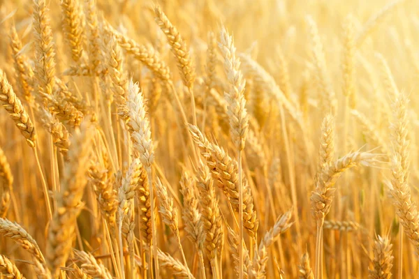 Field with wheat stems — Stock Photo, Image