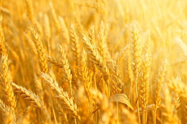 Field with wheat stems — Stock Photo, Image