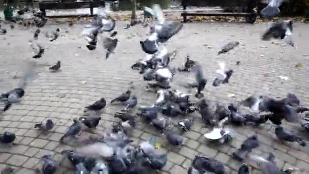 Много голубей стекается к хлебным крошкам на тротуаре в парке — стоковое видео