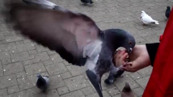 Un piccione siede su una palma persone e mangia semi. — Video Stock