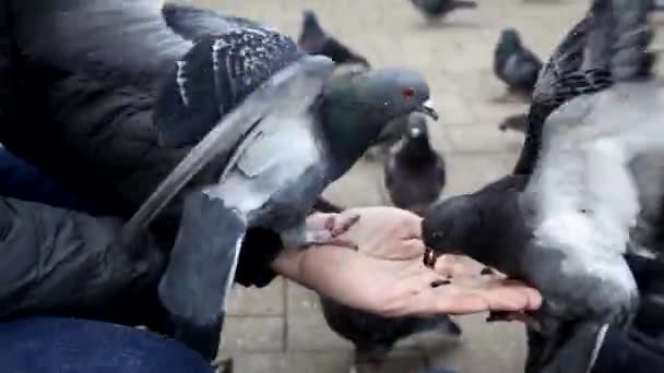 นกพิราบหลายตัวนั่งอยู่บนฝ่ามือของมนุษย์และกินเมล็ด — วีดีโอสต็อก